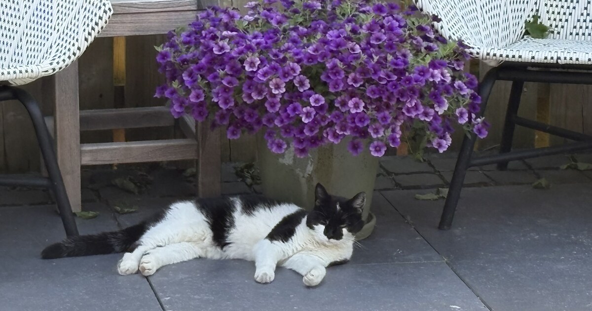 Heb jij Moosje gezien? Dit huisdier wordt in Bodegraven-Reeuwijk vermist
