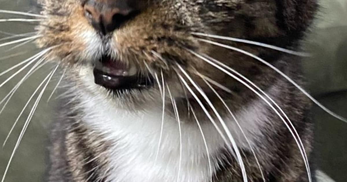 Heb jij Nyx, Aslan of Aila gezien? Deze vijf huisdieren worden in Smallingerland vermist