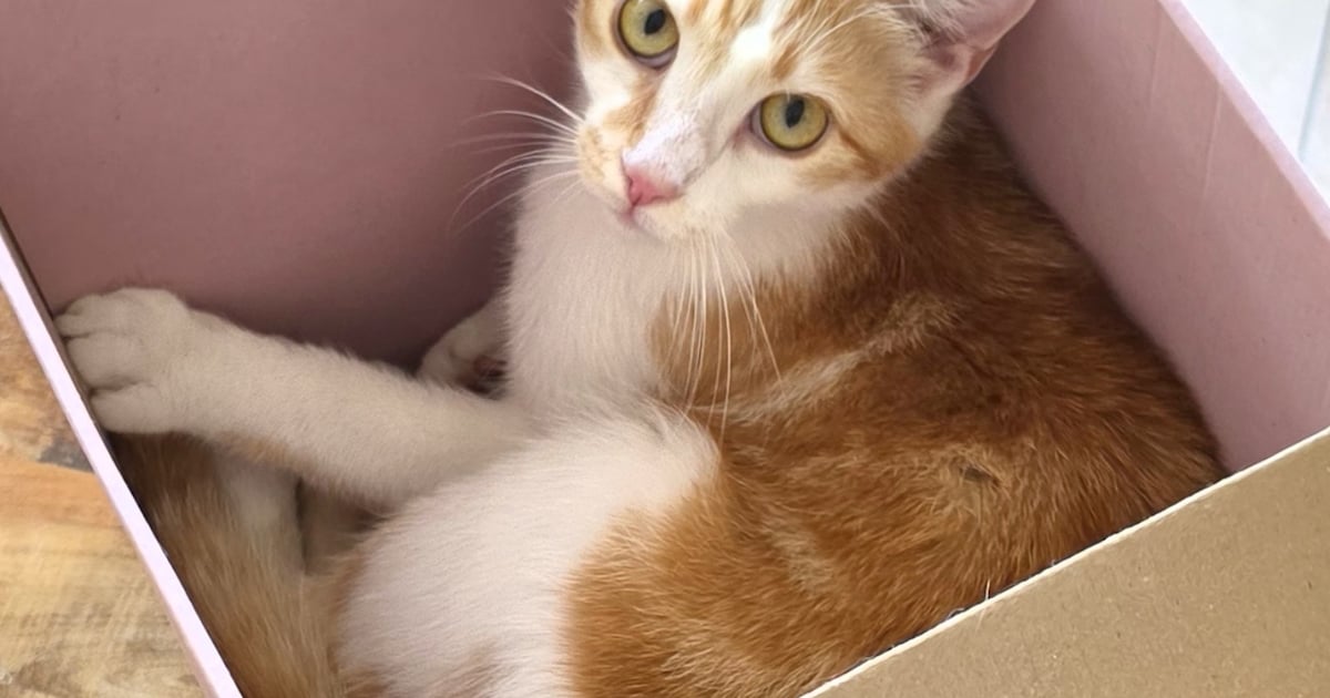 Heb jij Dipper gezien? Dit huisdier wordt in Nieuwegein vermist