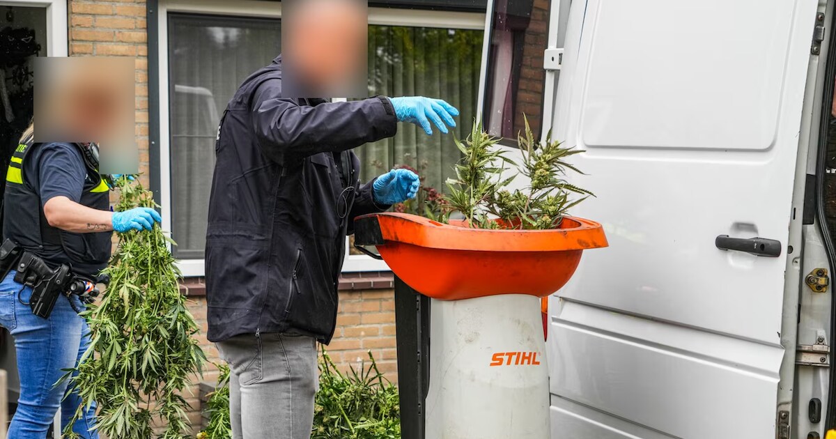 Hennepkwekerij met 100 planten ontdekt in woonwijk Emmen: 'Stroom illegaal afgetapt'