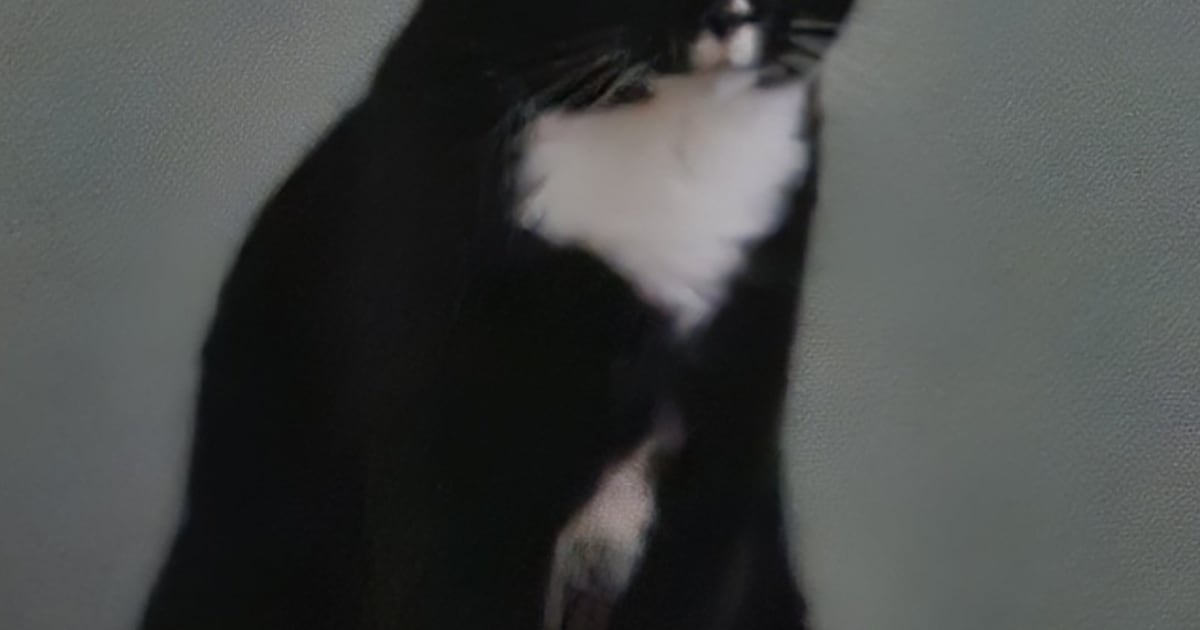 Heb jij Fien, Benji of Nala gezien? Deze drie huisdieren worden in Leidschendam-Voorburg vermist