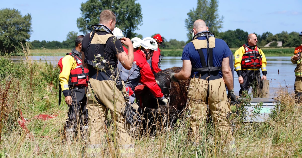 Uit Maas geredde koe legde 100 kilometer af | Nieuws | AD.nl
