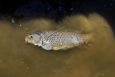 Image related to the article