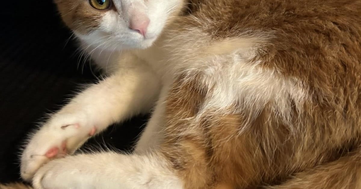 Heb jij Jayda, Marcus of Olaf gezien? Deze zeven huisdieren worden in Groningen vermist