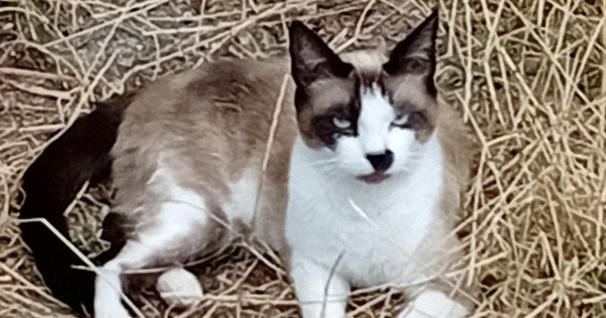 Heb jij Monster of Milo gezien? Deze twee huisdieren worden in Kerkrade vermist