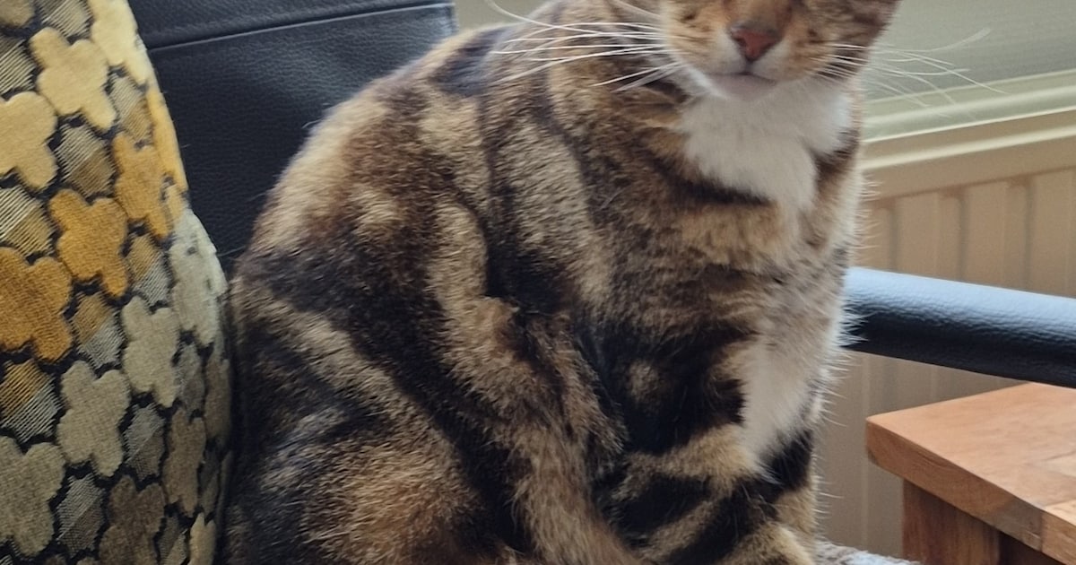 Heb jij Poppie gezien? Dit huisdier wordt in Kerkrade vermist