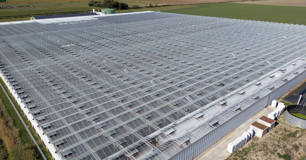 Wietkwekerij Hellevoetsluis krijgt nieuwe boete van 1 miljoen euro voor stankoverlast