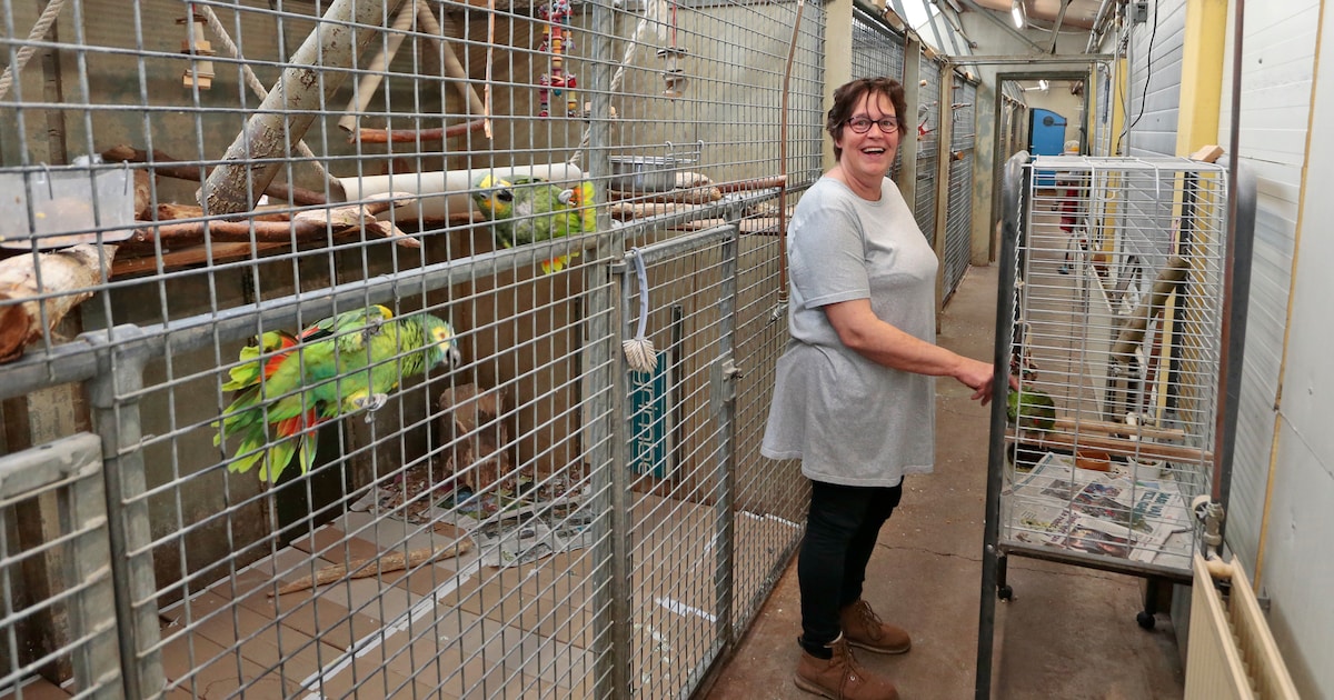 Achter dit gewone huis in Barneveld schuilt een mini-dierentuin: ooit honderden apen, nu nog tiental