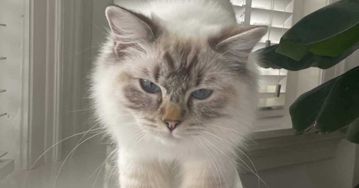 Heb jij Nova gezien? Dit huisdier wordt in Leiden vermist