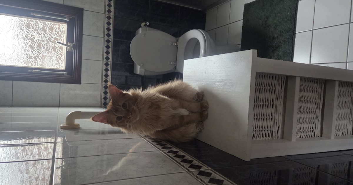 Heb jij Mausz of Ragnar gezien? Deze twee huisdieren worden in Elburg vermist