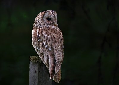 Kinderverhalen bij Veluwezoom op zondag
