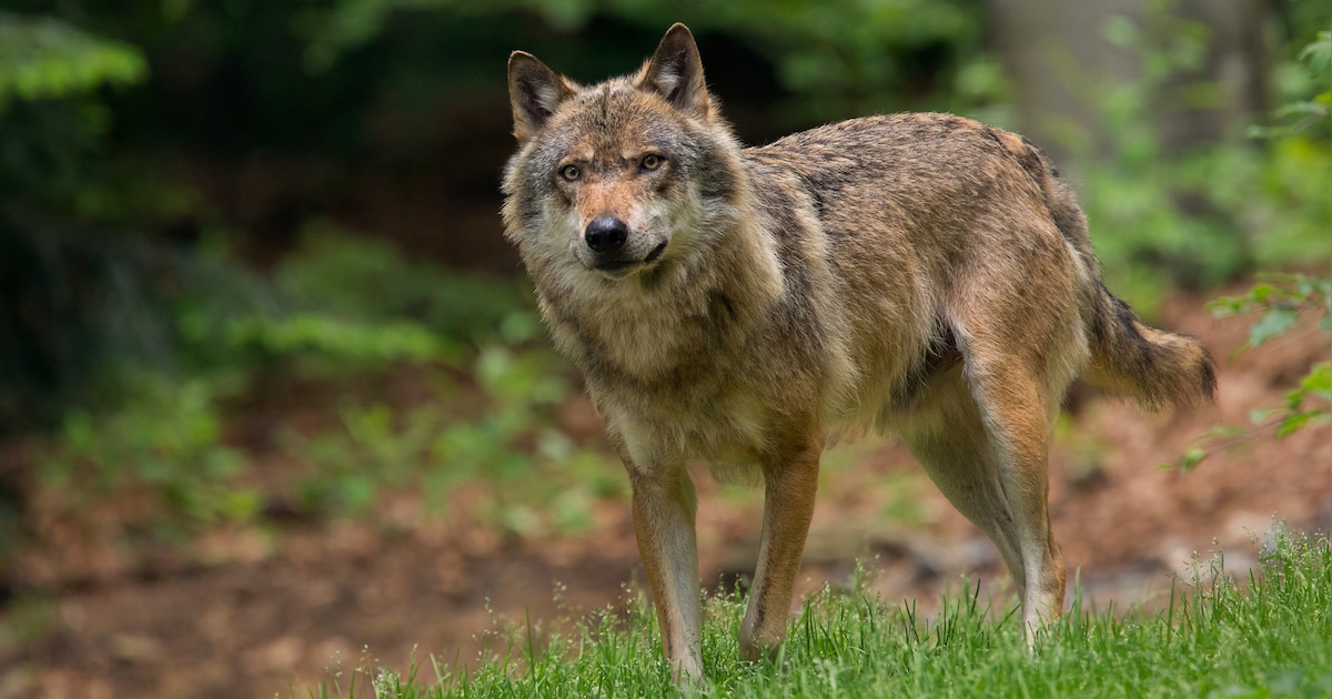 Denktanksessie jongerennetwerk Jouw Zeeland over de wolf