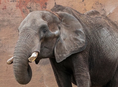 Olifant Aja (55) verliest haar tanden, dierenpark moet haar laten inslapen: ‘Ik zag al dat ze flink 