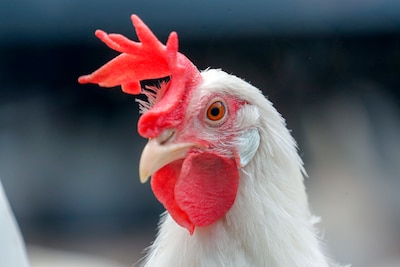 Lieropse pluimveehouder kan toch fluiten naar schadegeld door vogelasiel