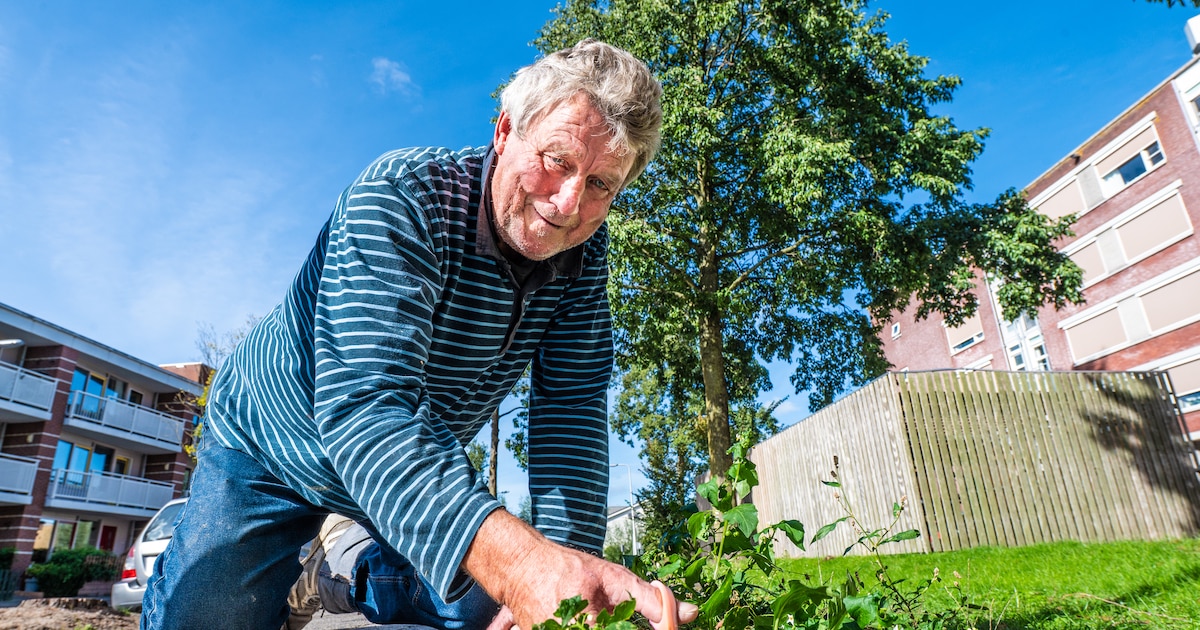 Willem (76) veegt dagelijks straat schoon en wiedt onkruid, buren blij: ‘Knipt zelfs gras met een sc