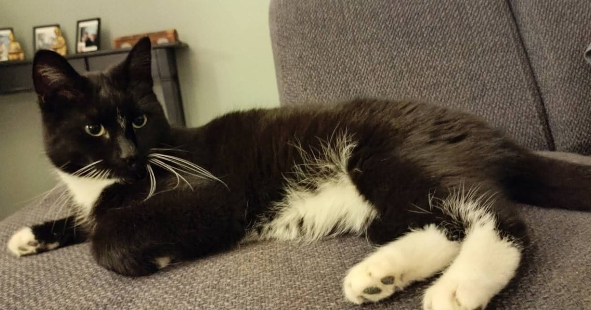 Heb jij Cody of Speedy gezien? Deze twee huisdieren worden in Veendam vermist