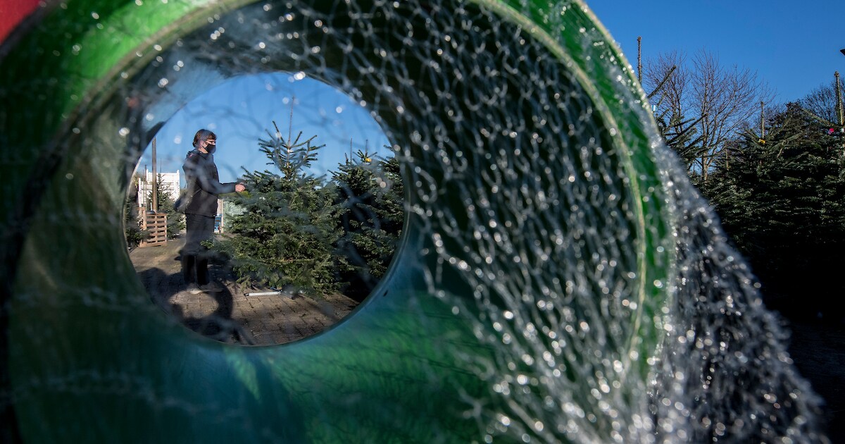 Nordmann-kerstbomen al vroeg in trek: ‘Grootste angst is dat er toch een strengere lockdown volgt’ |