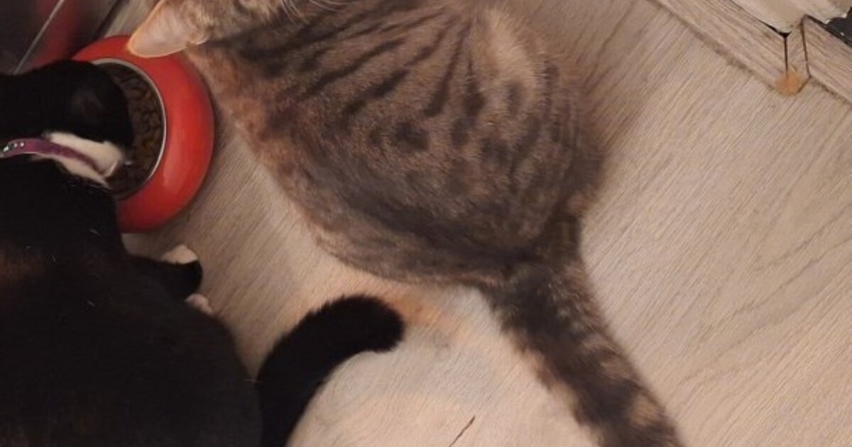 Heb jij Muis, Coco of Nylo gezien? Deze vier huisdieren worden in Krimpenerwaard vermist