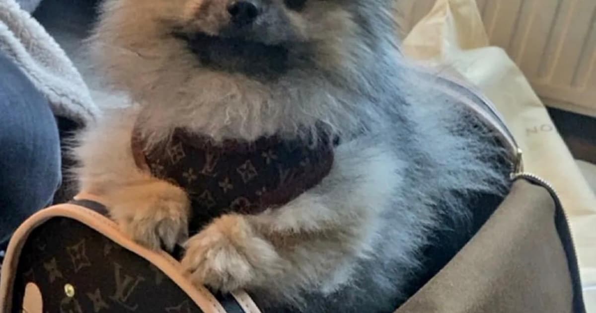 Heb jij Balou gezien? Dit huisdier wordt in Woensdrecht vermist