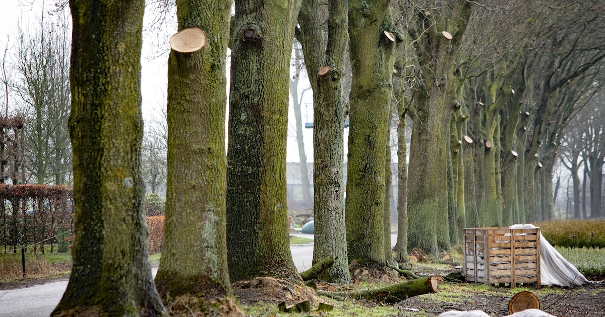 Nieuwe bomen langs Baljuwlaan voor duurzaam fietsroute in Nissewaard