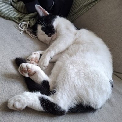 Heb jij Pluis gezien? Dit huisdier wordt in Veenendaal vermist