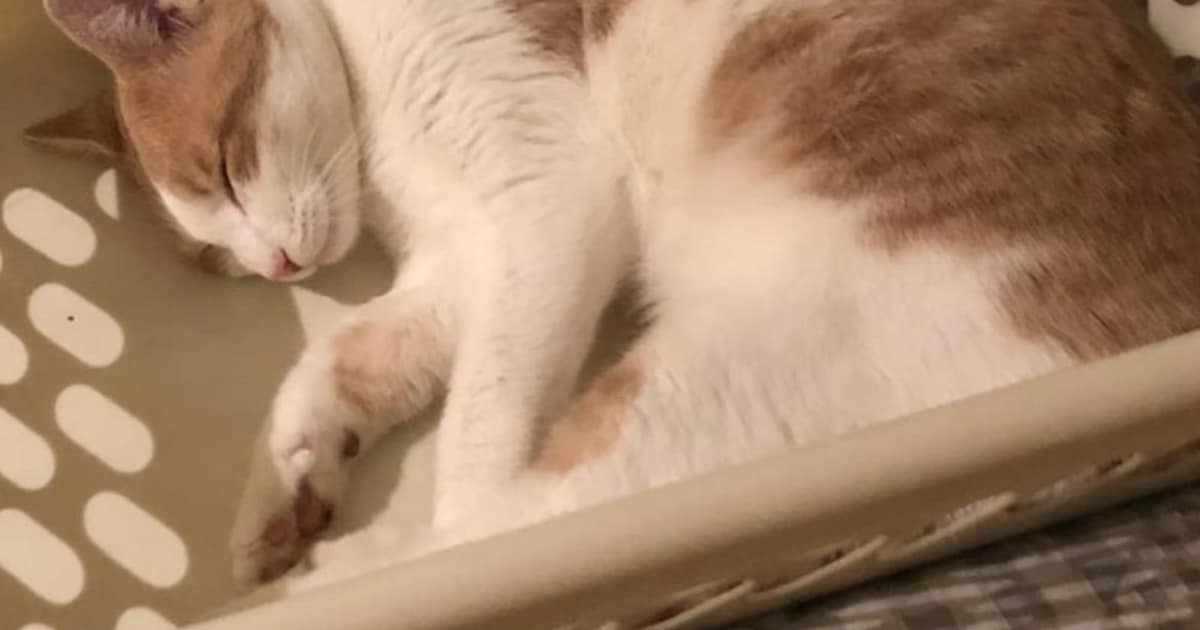 Heb jij Maggie, Spicy of Chilli gezien? Deze vier huisdieren worden in Aalsmeer vermist