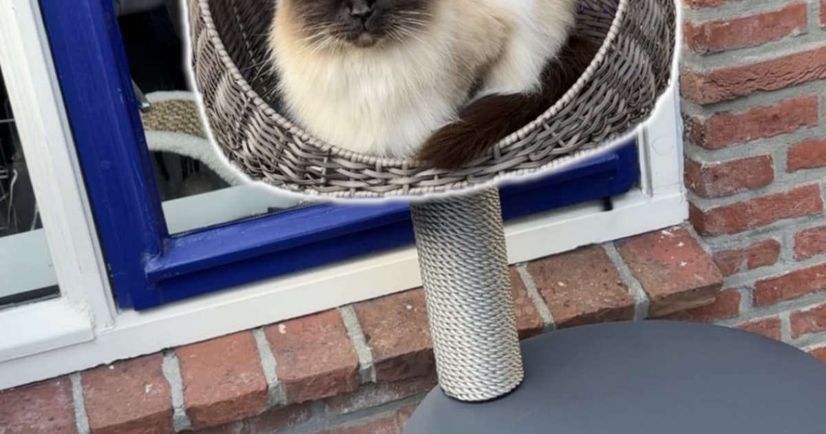 Heb jij Kiki gezien? Dit huisdier wordt in Pekela vermist