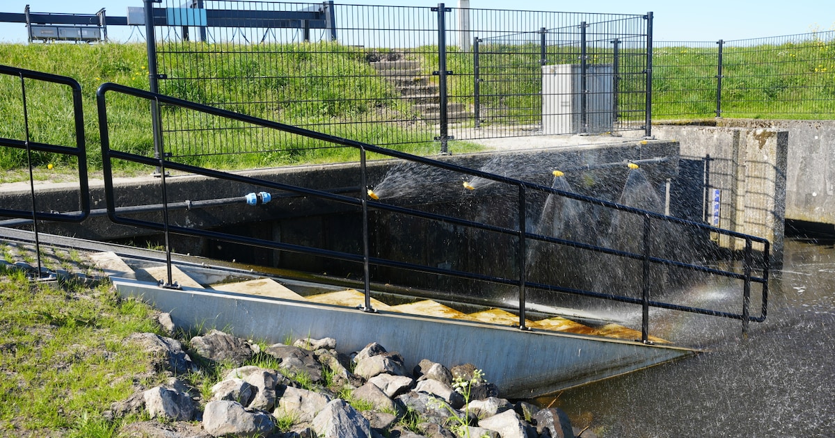 Eerste jonge palingen gebruiken nieuwe aalpassage in Bunschoten