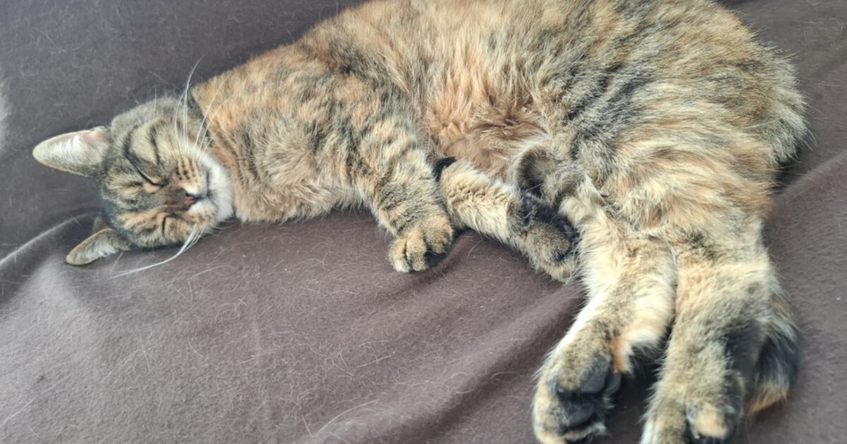 Heb jij Chucky gezien? Dit huisdier wordt in Dijk en Waard vermist