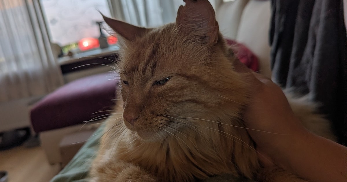 Heb jij Loekie gezien? Dit huisdier wordt in Castricum vermist