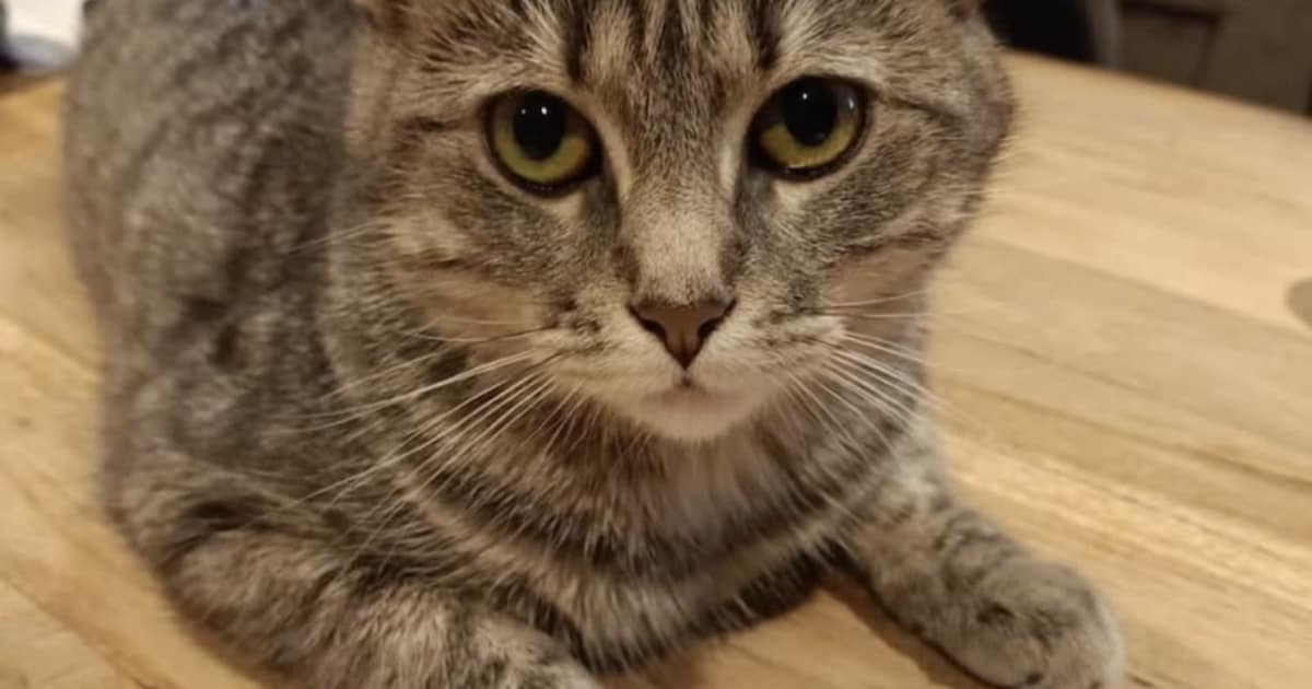 Heb jij Mientje gezien? Dit huisdier wordt in Echt-Susteren vermist