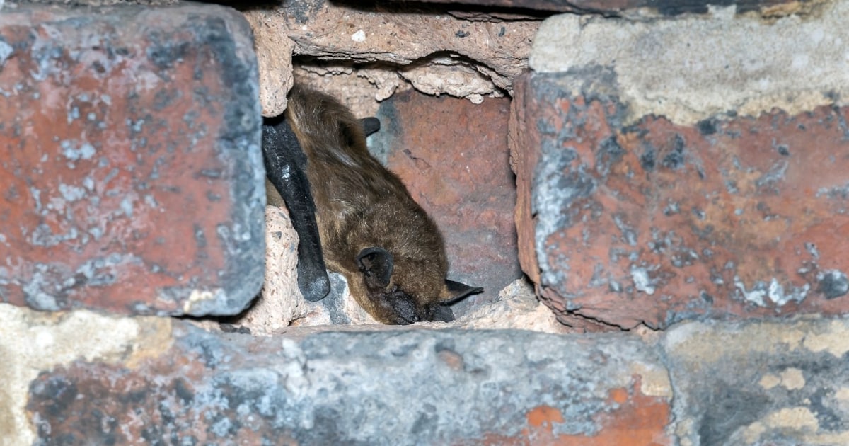 Onderzoek naar broedplaatsen beschermde soorten gestart in Den Burg