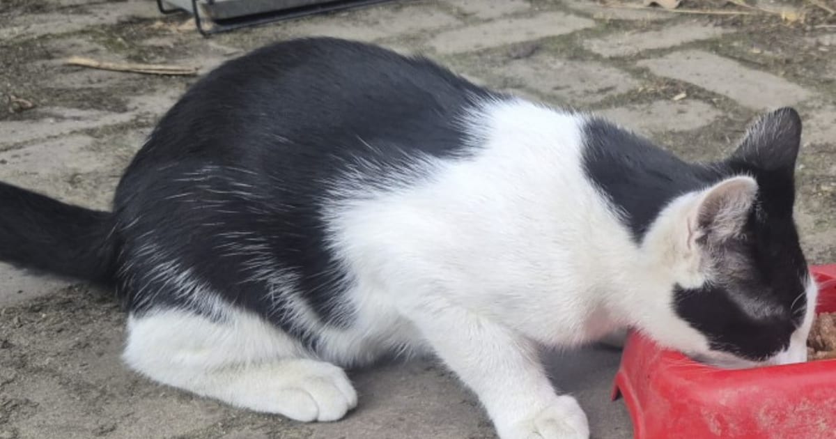 Heb jij Kater gezien? Dit huisdier wordt in Bunnik vermist
