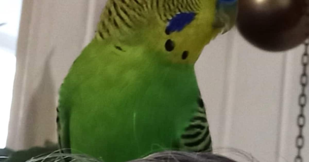 Heb jij Kiwi gezien? Dit huisdier wordt in Geertruidenberg vermist