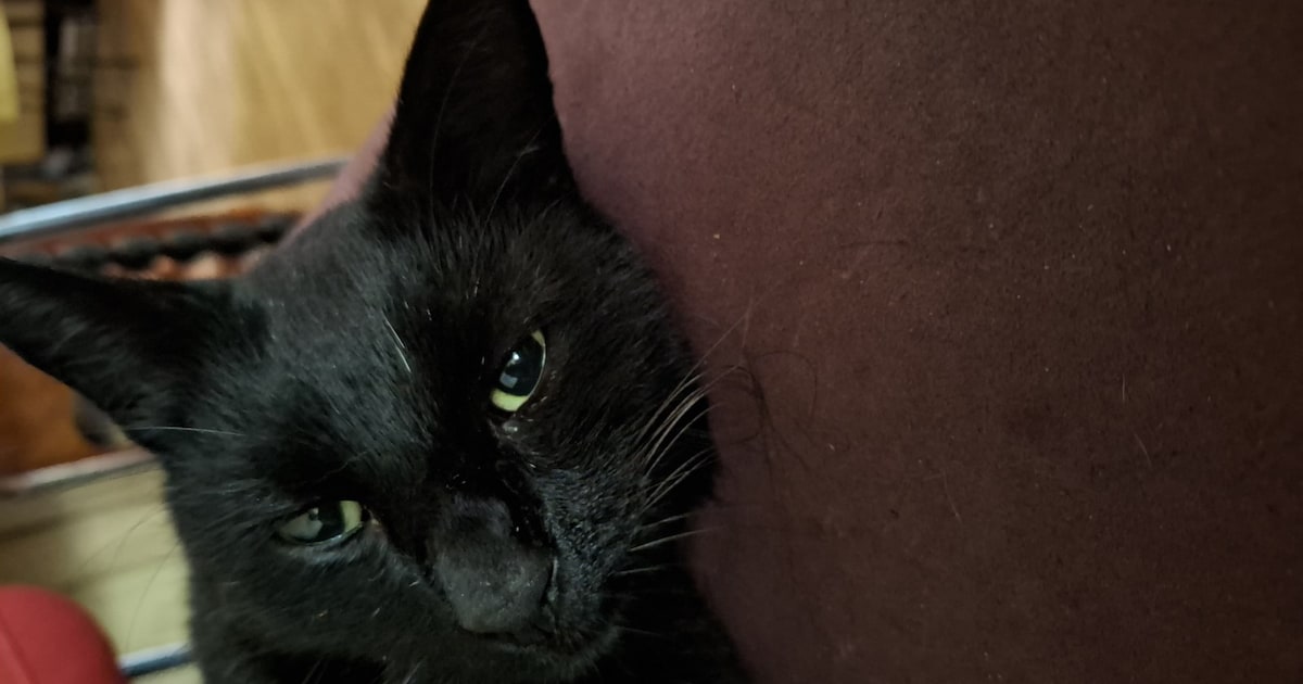 Heb jij Bobby, Donnie of Greg gezien? Deze 10 huisdieren worden in Groningen vermist