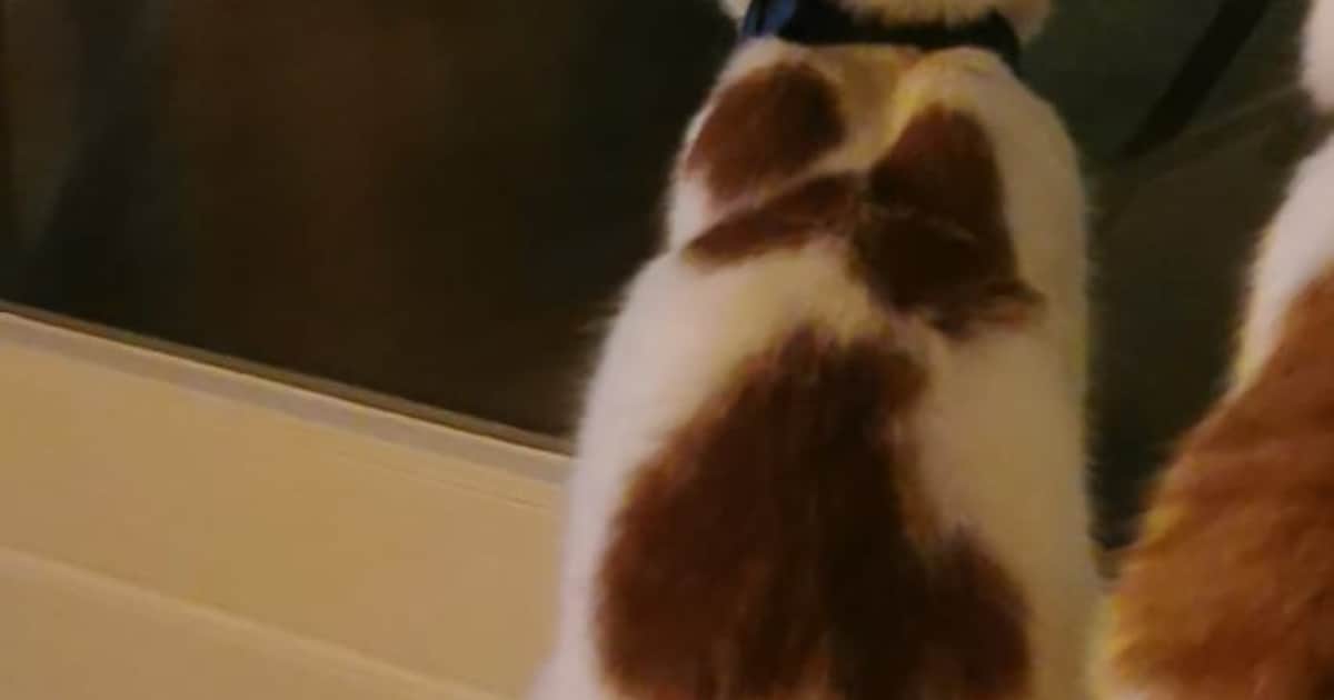 Heb jij Skipper gezien? Dit huisdier wordt in Lansingerland vermist