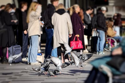 Torenhoge boete voor het voeren van duiven maakt de tongen los: ‘100 euro snap ik nog, maar dit...’