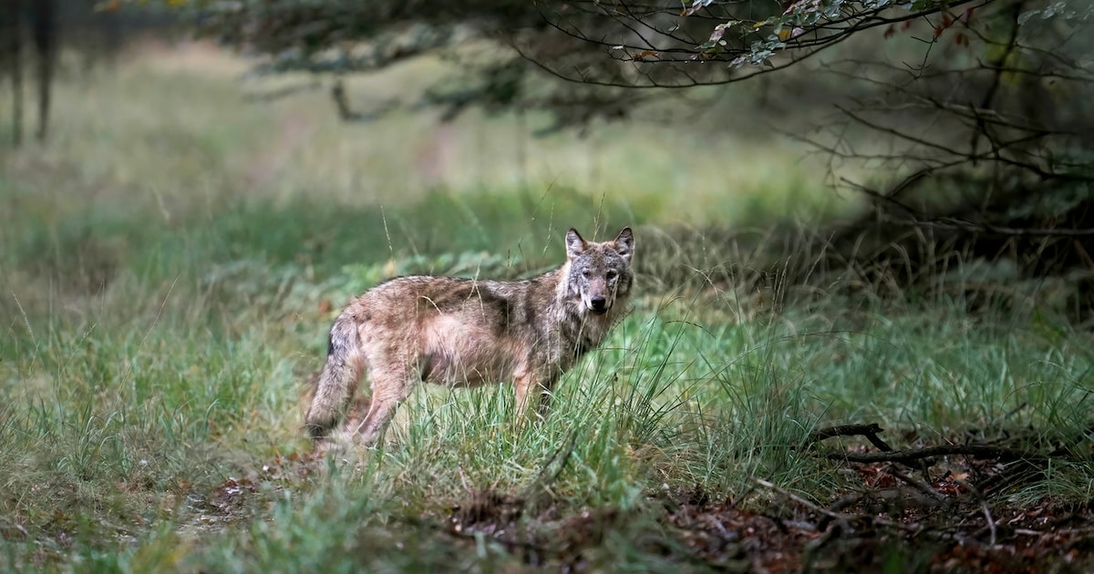 Wolf gespot in Den Dolder: ‘Aantal meldingen flink toegenomen’ | Foto