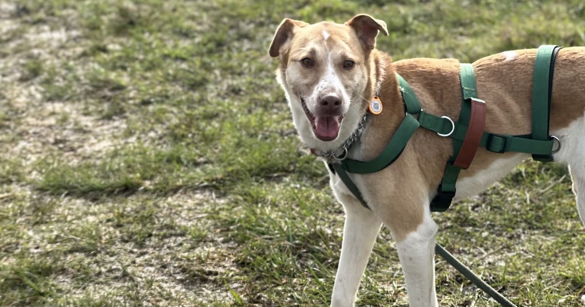 Heb jij Stella gezien? Dit huisdier wordt in Oudewater vermist