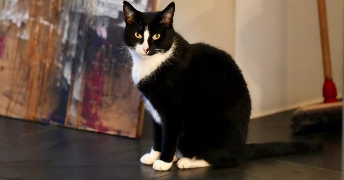 Heb jij Nero of Dumpling gezien? Deze twee huisdieren worden in Amstelveen vermist