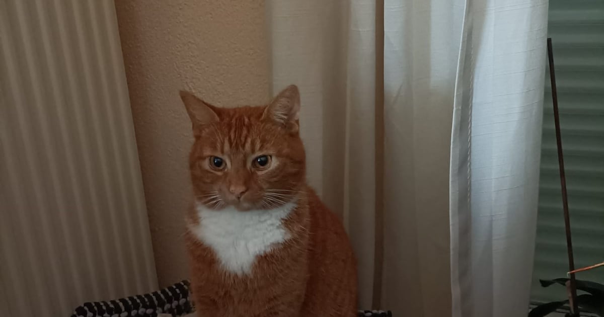 Heb jij Maya of Mik gezien? Deze twee huisdieren worden in Echt-Susteren vermist