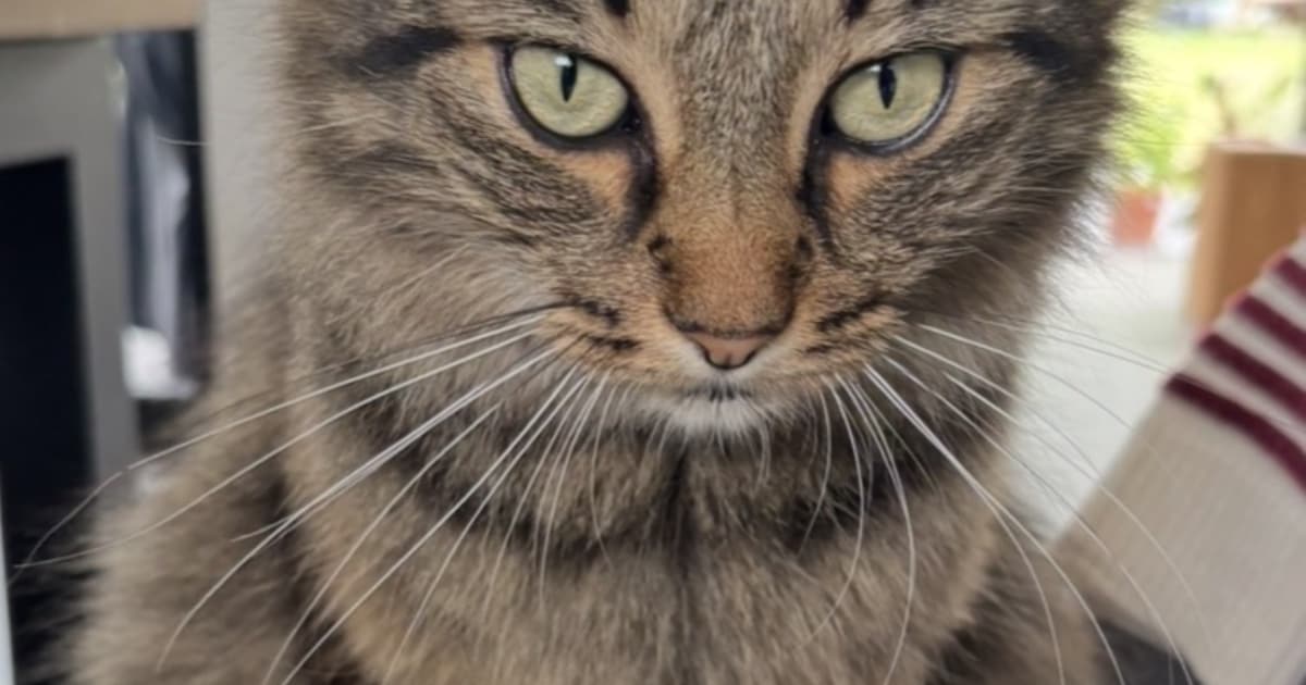 Heb jij Grieske gezien? Dit huisdier wordt in Vaals vermist