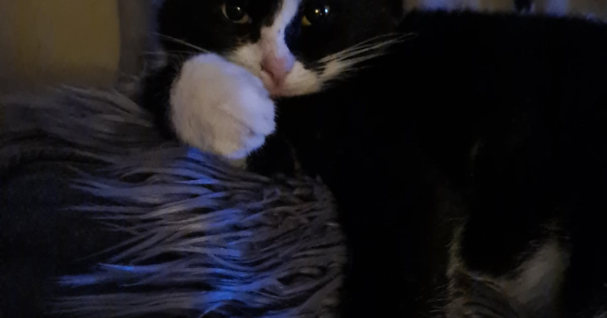 Heb jij Ukie gezien? Dit huisdier wordt in Beverwijk vermist