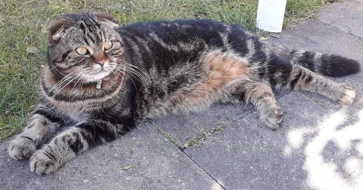 Heb jij Booboo, Tommy of Billy gezien? Deze drie huisdieren worden in Lansingerland vermist