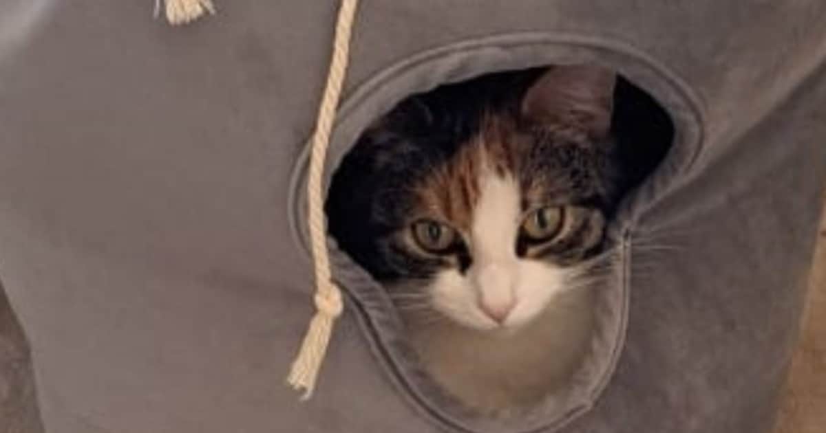 Heb jij Nova gezien? Dit huisdier wordt in Ooststellingwerf vermist