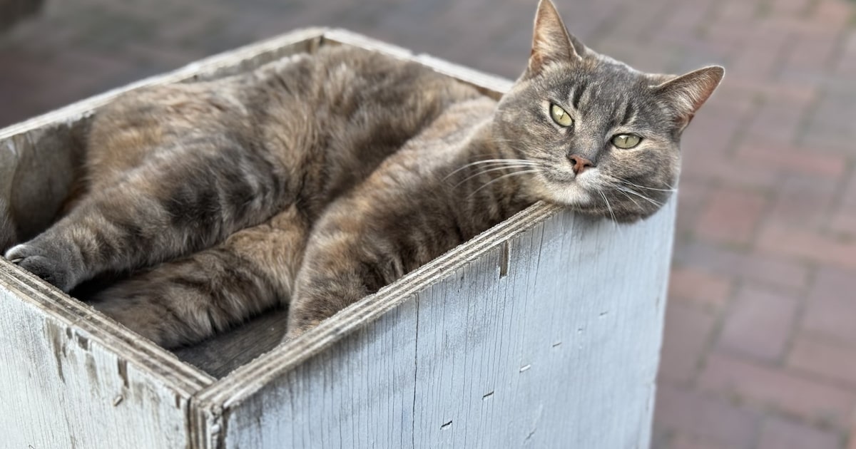 Heb jij Nala gezien? Dit huisdier wordt in Dantumadiel vermist