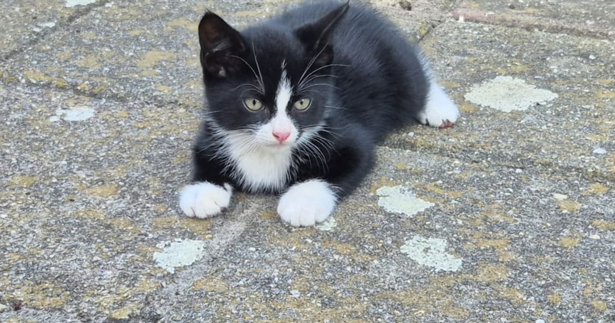 Heb jij Poes of Redband gezien? Deze twee huisdieren worden in Tholen vermist
