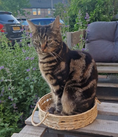 Heb jij Whiskey, Minoes of Foxy gezien? Deze 13 huisdieren worden in Zoetermeer vermist