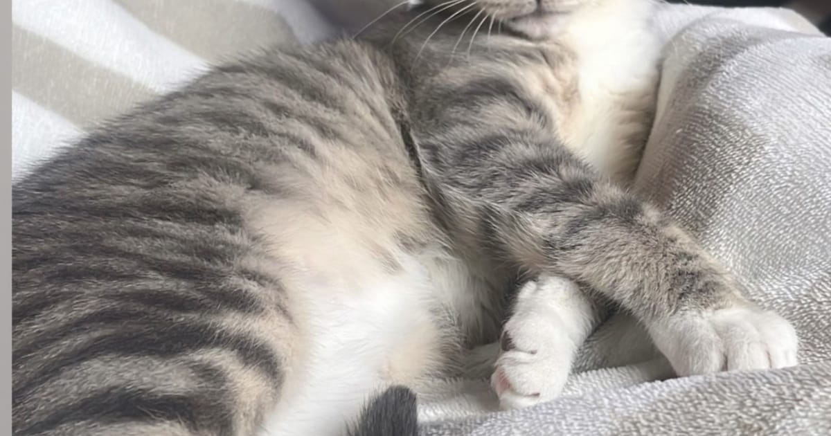 Heb jij Cody gezien? Dit huisdier wordt in Maassluis vermist