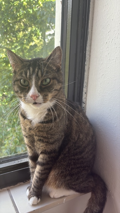 Heb jij Puck gezien? Dit huisdier wordt in Oosterhout vermist